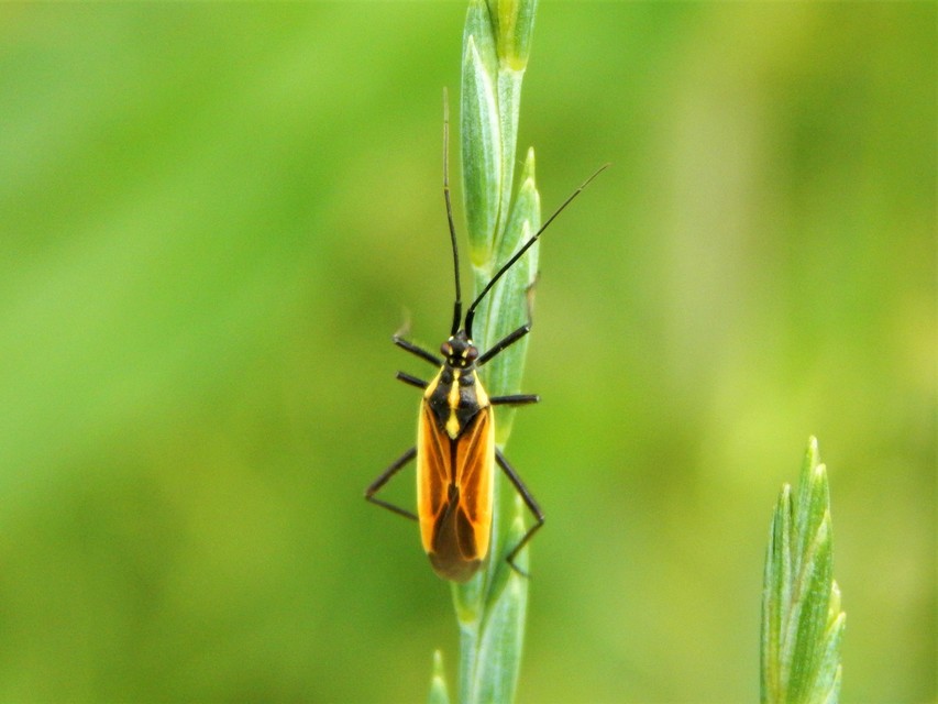 Leptopterna dolabrata - közönséges mezeipoloska