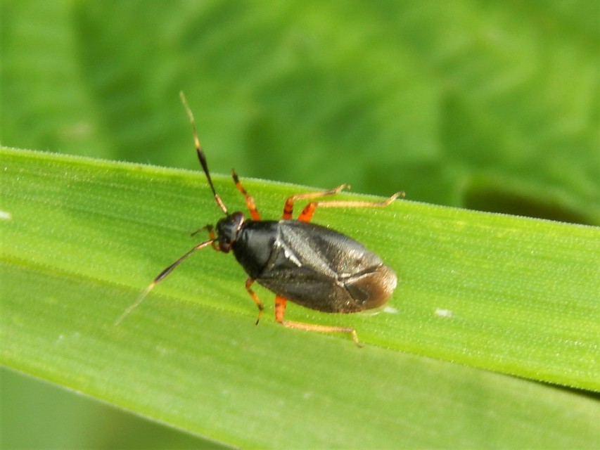 Heteroptera - Poloskák