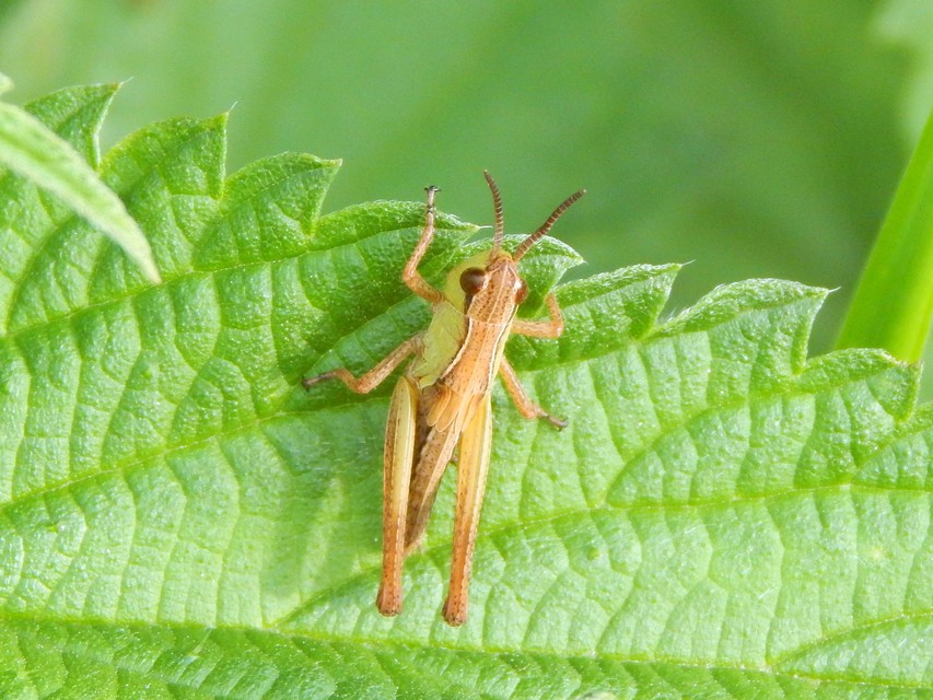 Pseudochorthippus parallelus - közönséges rétisáska