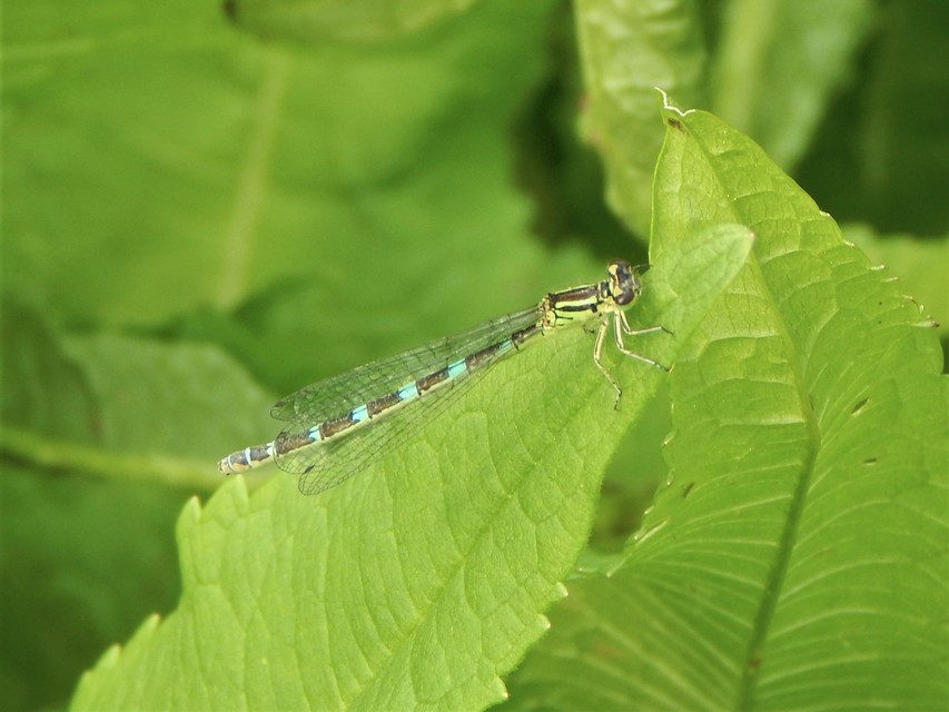 Coenagrion ornatum - díszes légivadász