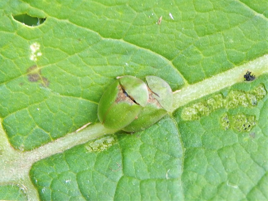 Cassida rubiginosa - lapos pajzsbogár Cassida rubiginosa - lapos pajzsbogár
