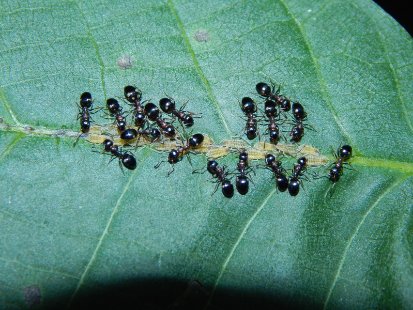 Dolichoderus quadripunctatus - négypettyes erdeihangya