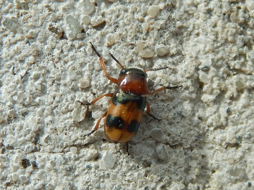 Coptocephala unifasciata - sárgalábú hullóbogár