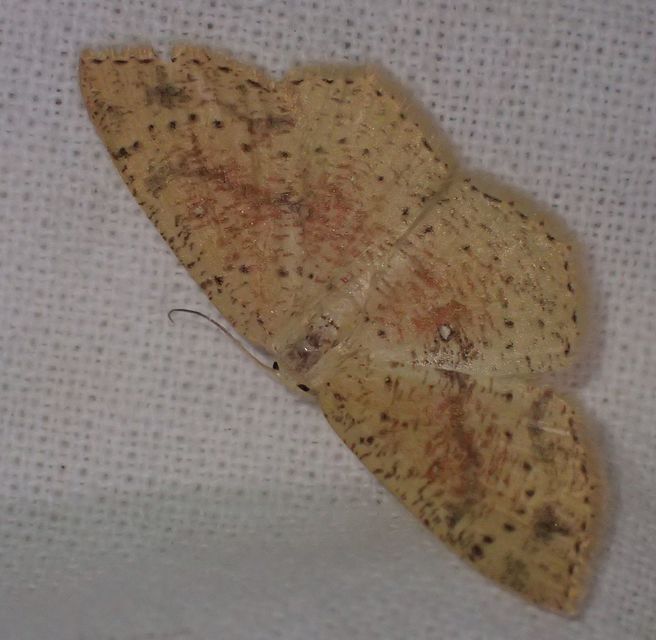 Cyclophora porata - körös pettyesaraszoló