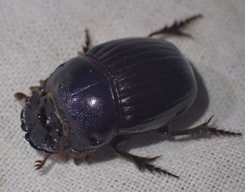 Copris lunaris - közönséges holdszarvú-ganéjtúró