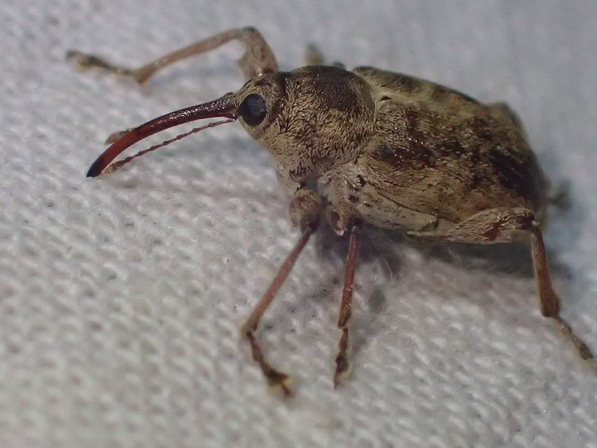 Curculio elephas - gesztenyezsuzsóka