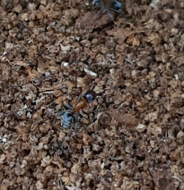 Liometopum microcephalum - tölgyfahangya