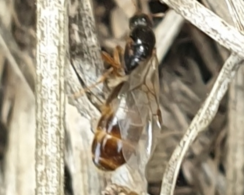 Solenopsis fugax - tolvajhangya