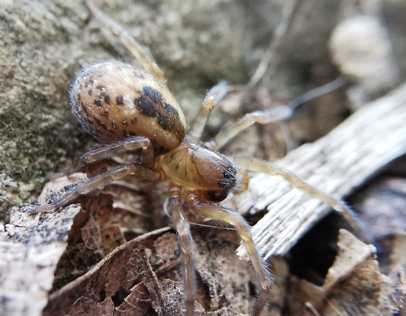Amaurobius fenestralis - ablakos eretnekpók