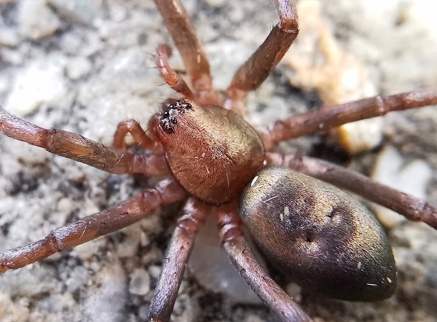 Drapeta rutilans - csillogó avarpók