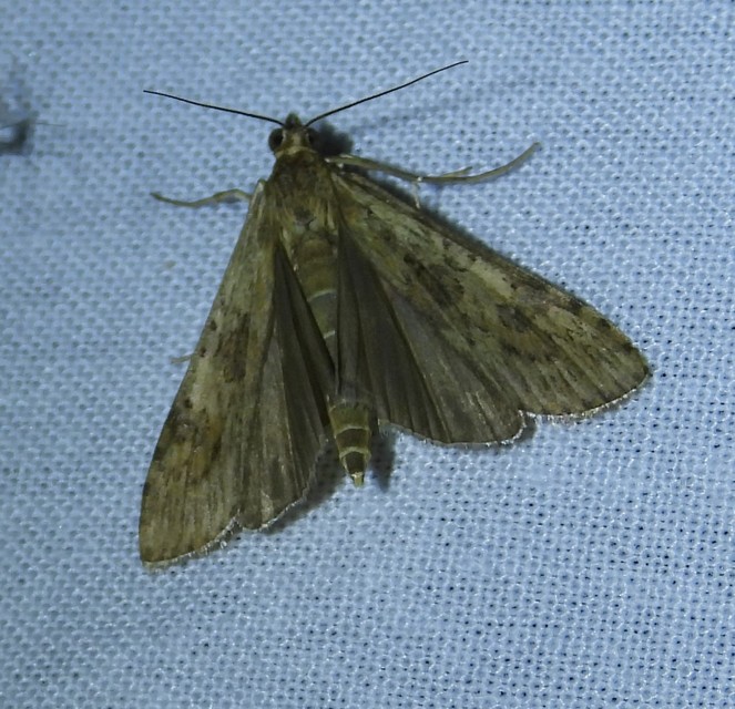 Nomophila noctuella - közönséges vándormoly