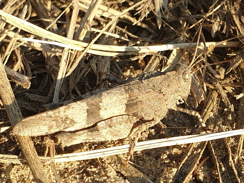 Oedipoda caerulescens - kékszárnyú sáska