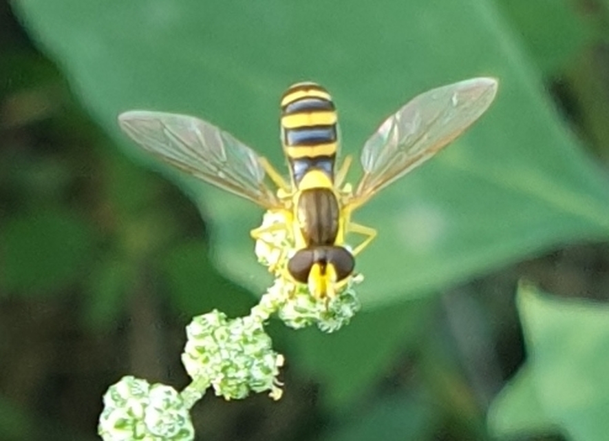 Sphaerophoria