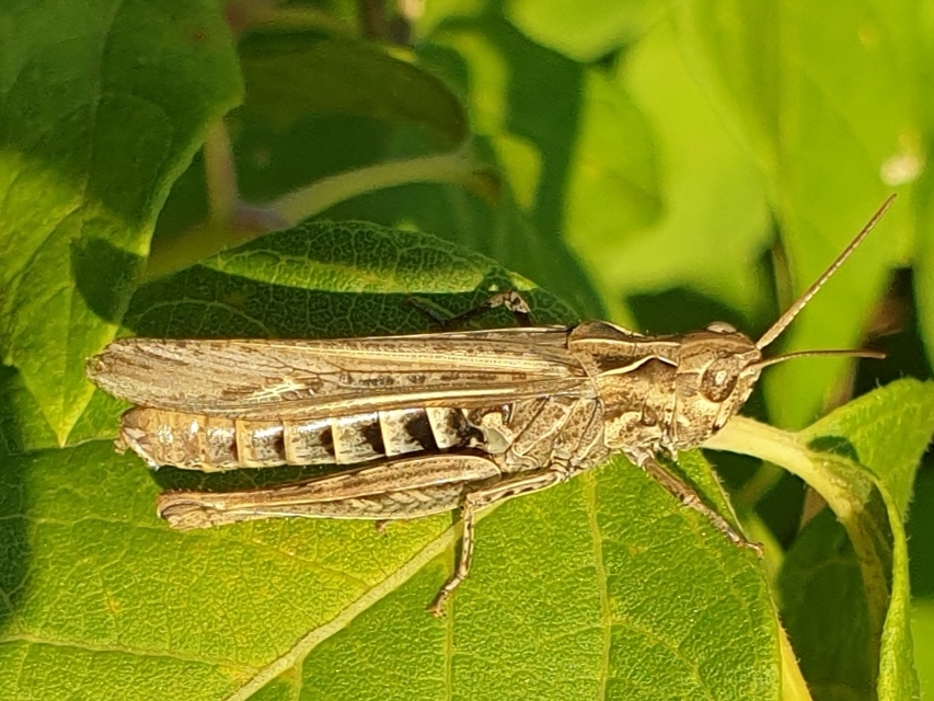 Chorthippus (Glyptobothrus) (subgenus)