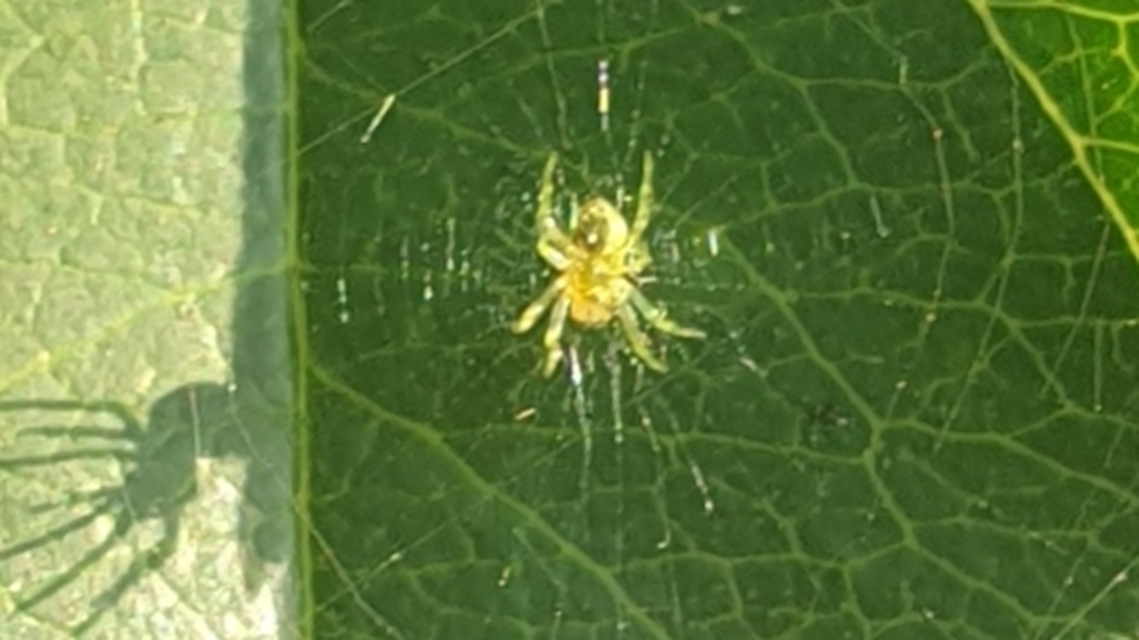 Araniella