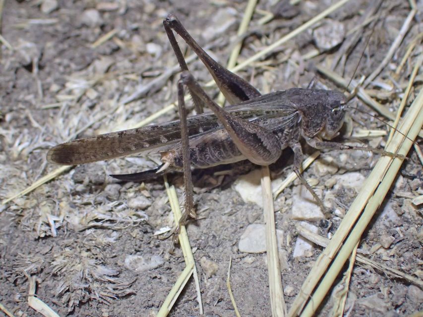 Platycleis grisea - szürke rétiszöcske