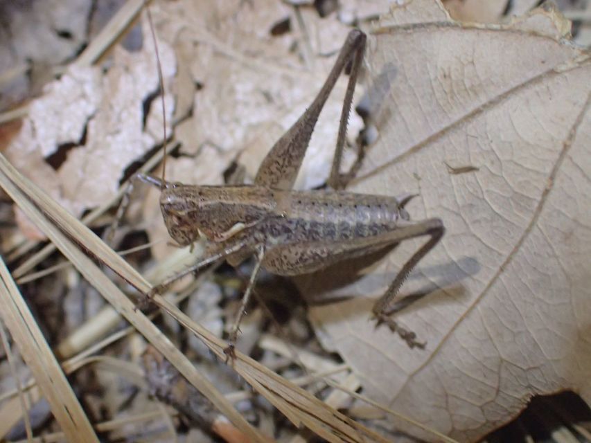 Rhacocleis germanica - német szöcske
