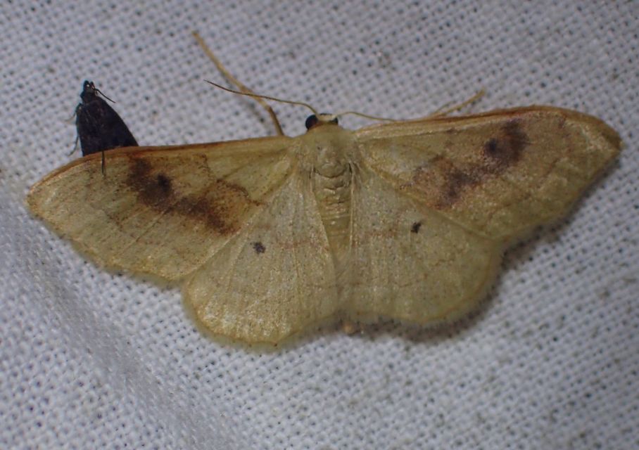Idaea rubraria - vörössávos araszoló