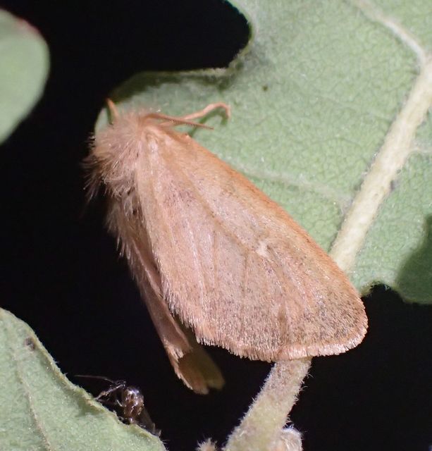 Ocneria rubea - rőt gyapjaslepke