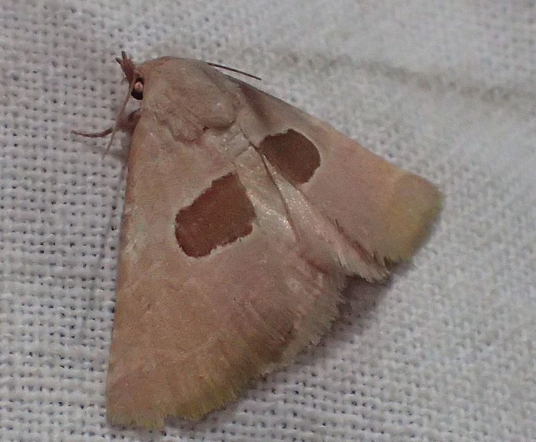 Calymma communimacula - pajzstetűfaló bagoly
