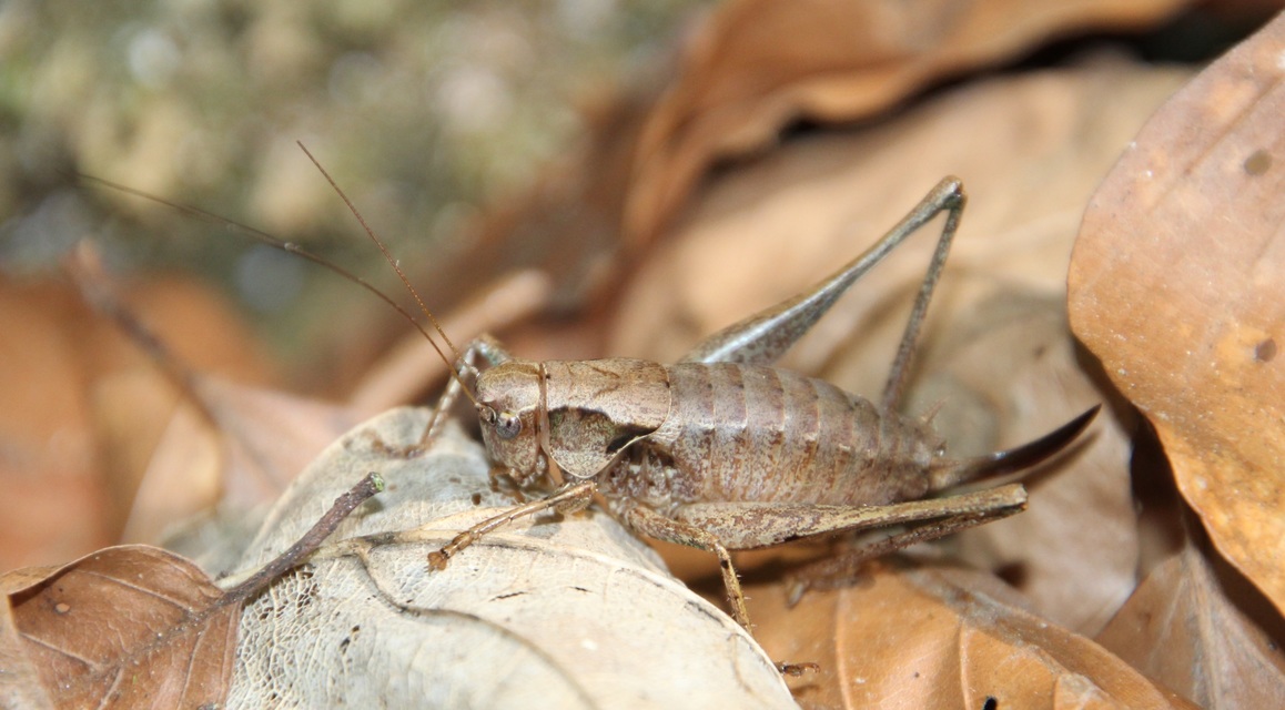 Pholidoptera griseoaptera - szürke avarszöcske