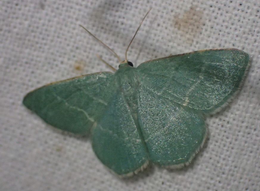 Chlorissa viridata/cloraria
