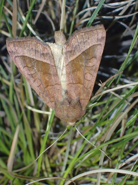 Hydraecia micacea - csillogó acsalapubagoly