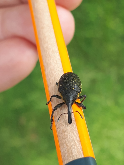 Larinus sturnus - aszat-púderbarkó