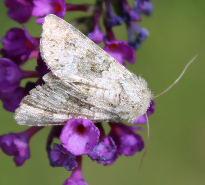 Hecatera dysodea - parajbagoly