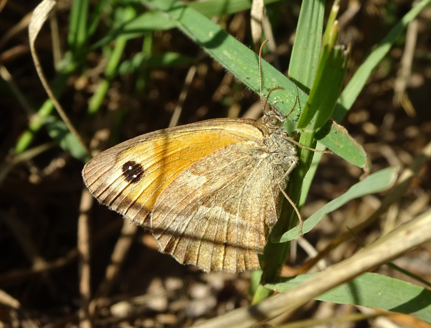 Pyronia tithonus - kis ökörszemlepke