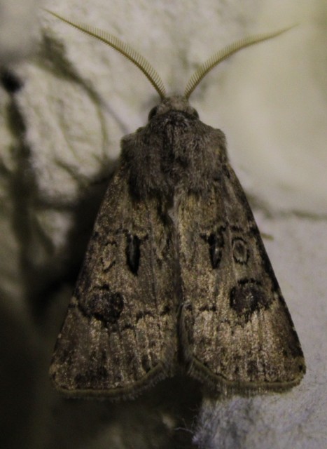 Agrotis bigramma - kétjegyű földibagoly