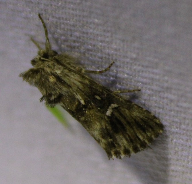 Calophasia lunula - gyújtoványfű-apróbagoly