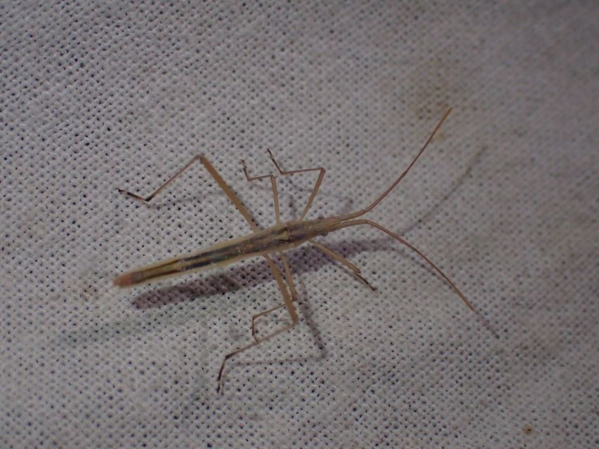 Chorosoma