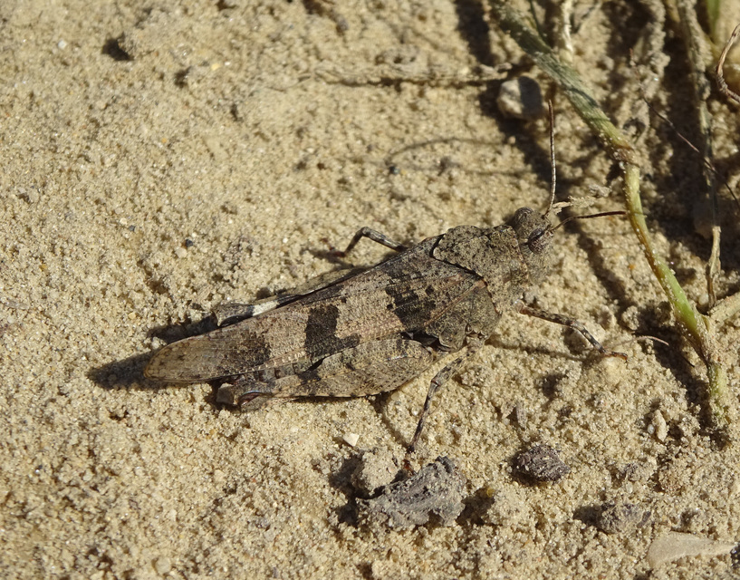 Oedipoda caerulescens - kékszárnyú sáska