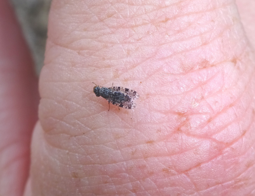 Callopistromyia annulipes - pávalégy