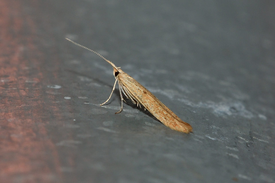 Coleophora binotapennella - kétpettyes zsákosmoly