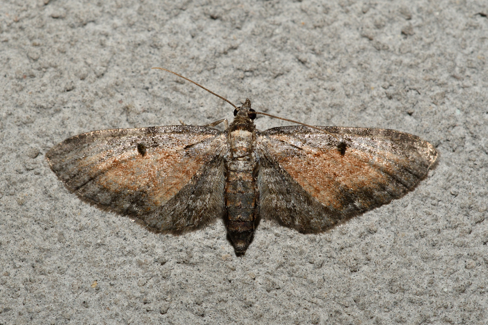 Eupithecia icterata - rozsdafoltos törpearaszoló