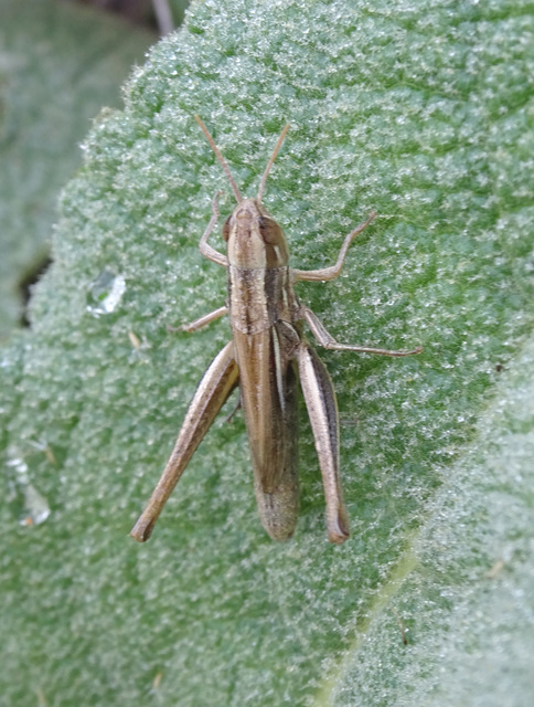Euchorthippus declivus - rövidszárnyú rétisáska