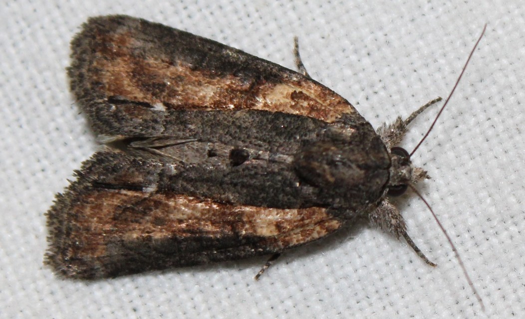 Bryophila raptricula/felina