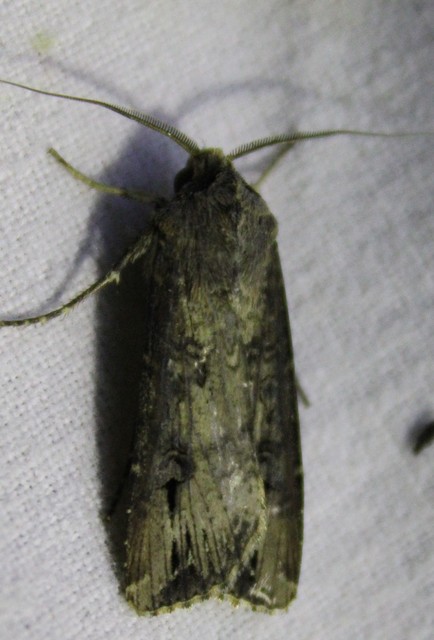 Agrotis ipsilon - nagy földibagoly
