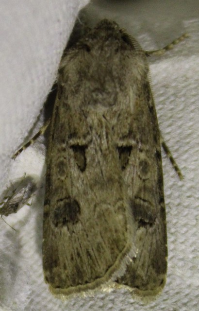 Agrotis bigramma - kétjegyű földibagoly