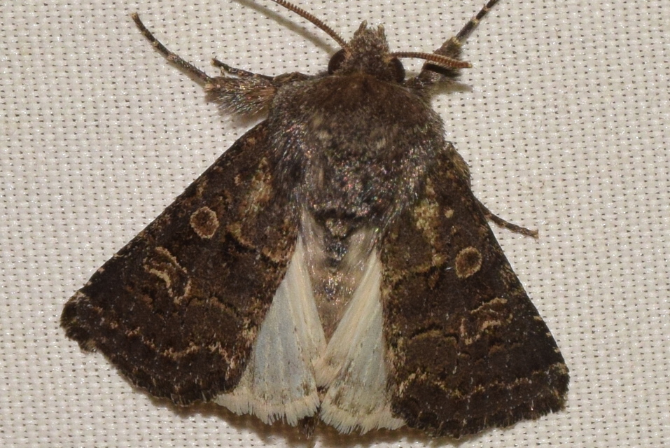 Tholera cespitis - sötét fésűsbagoly