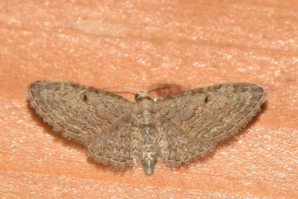Eupithecia tenuiata - sötétszegélyű törpearaszoló