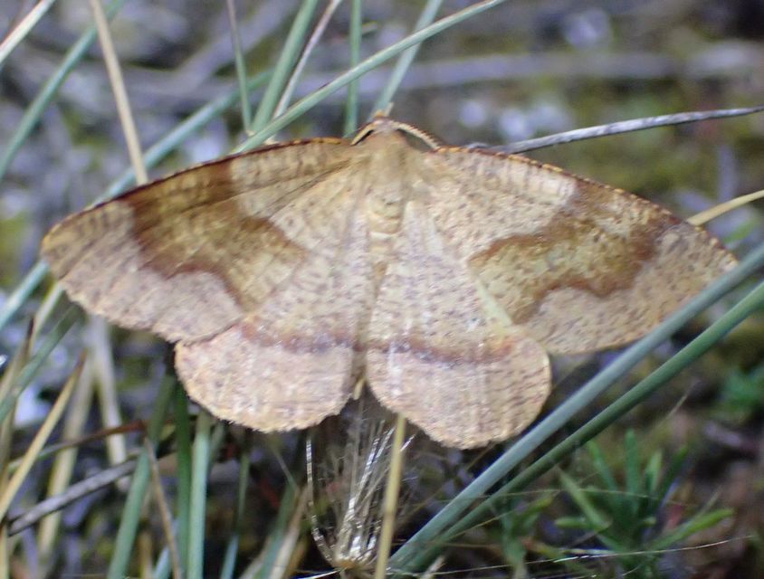 Plagodis pulveraria - szemcsés araszoló