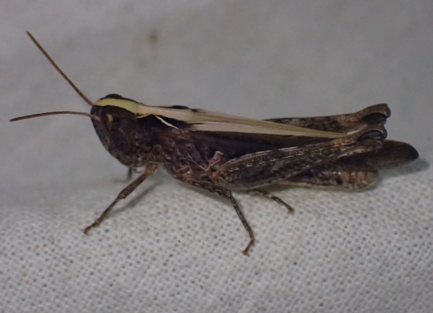 Chorthippus (Glyptobothrus) (subgenus)