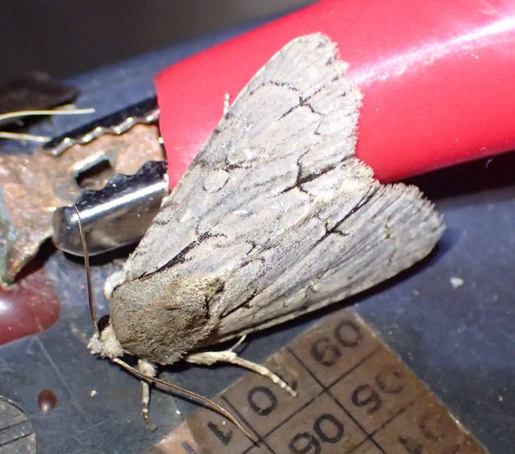 Acronicta cuspis/tridens/psi