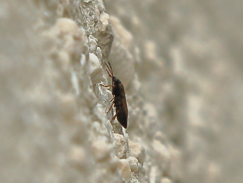 Megalonotus