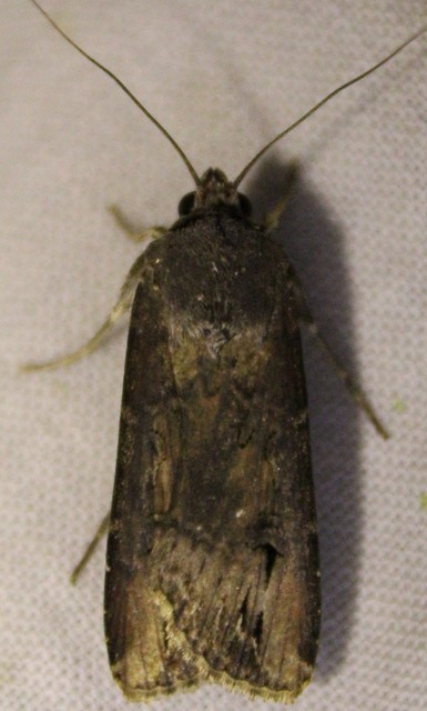 Agrotis ipsilon - nagy földibagoly