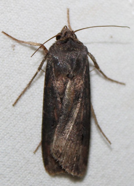 Agrotis ipsilon - nagy földibagoly