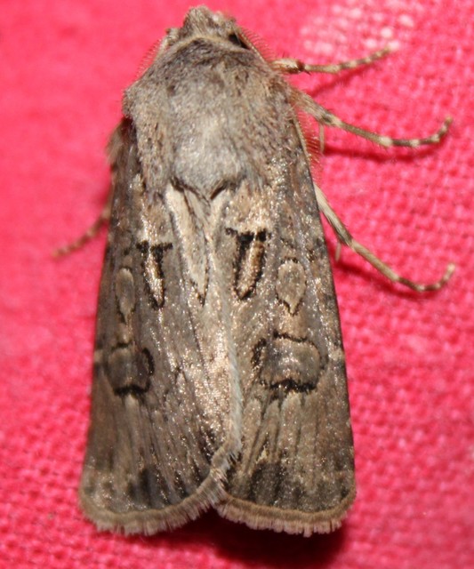Agrotis bigramma - kétjegyű földibagoly